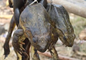 World's Largest Frog in Cameroon: Save it or Lose it – VoN NEWS