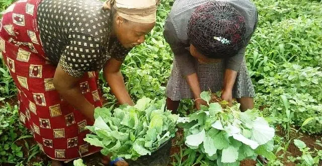 ECoDAs, Empowering Poor Landless Farmers in Bana-West Region, Cameroon